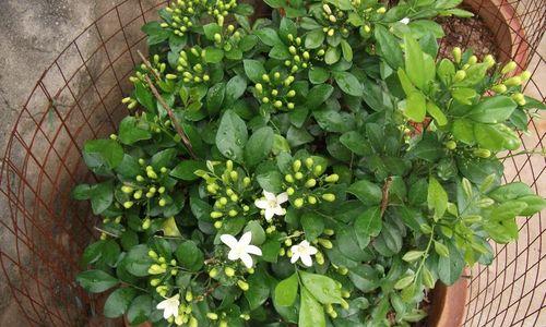 九里香花期一年开几次花（探秘九里香的生长与开花周期）