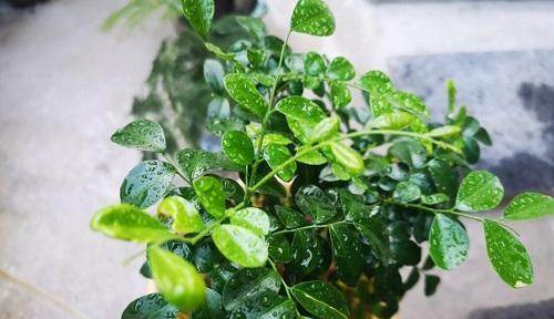 九里香的浇水技巧（正确的浇水时间）
