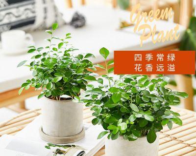 九里香的神奇功效（九里香可以放卧室吗）