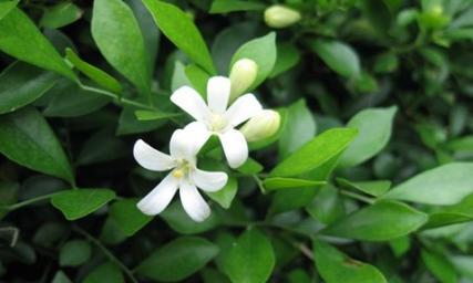 九里香可以浇醋吗（传统菜肴是否离不开这一调料）