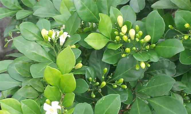 九里香可以浇醋吗（传统菜肴是否离不开这一调料）