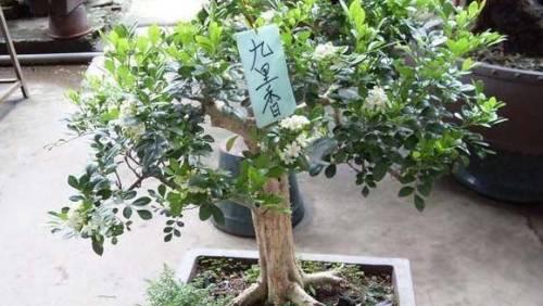 九里香扦插的方法与技巧（如何让你的九里香繁衍生息）