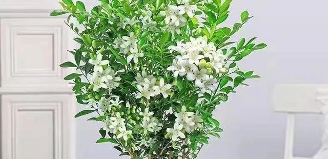 九里香耐寒能力（了解九里香耐寒温度及其特点）