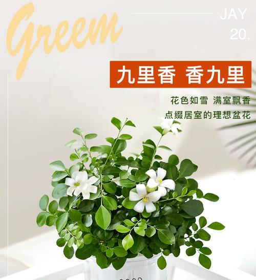 九里香室内养护指南（打造清新室内环境）