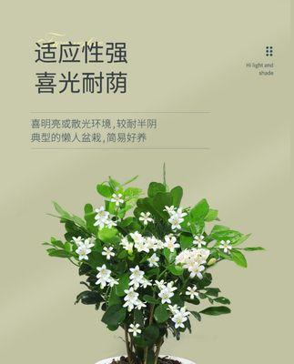 九里香过冬技巧解析（放室外也不怕冻）