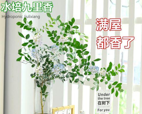 九里香盆景修剪最佳时间（春季是关键）