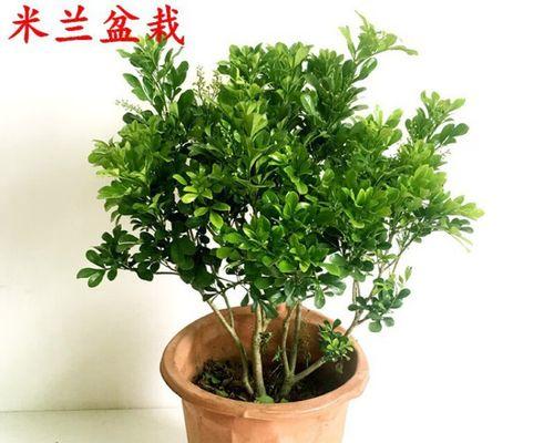 九里香盆景修剪最佳时间（春季是关键）
