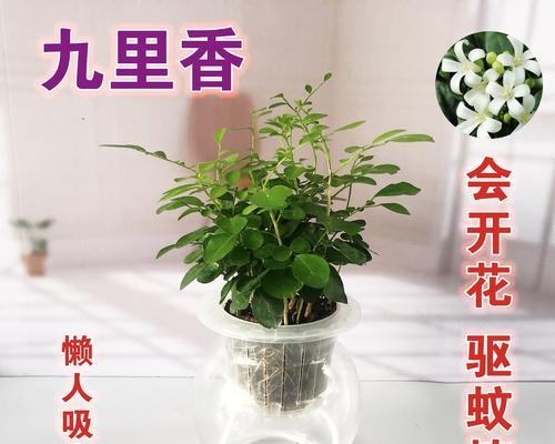 九里香盆景养护指南（打造健康精致的九里香盆景）