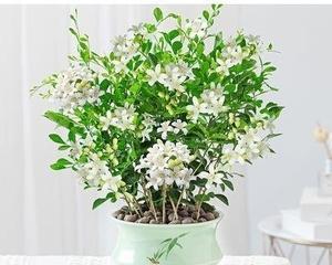 九里香中哪个品种最好（探寻九里香的品种之美）