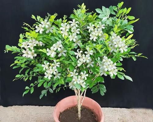 九里香开花时间及花期长短解析（探秘九里香的开花时间和花期）