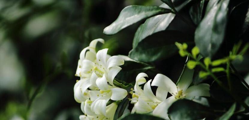 九里香开花时间及花期长短解析（探秘九里香的开花时间和花期）