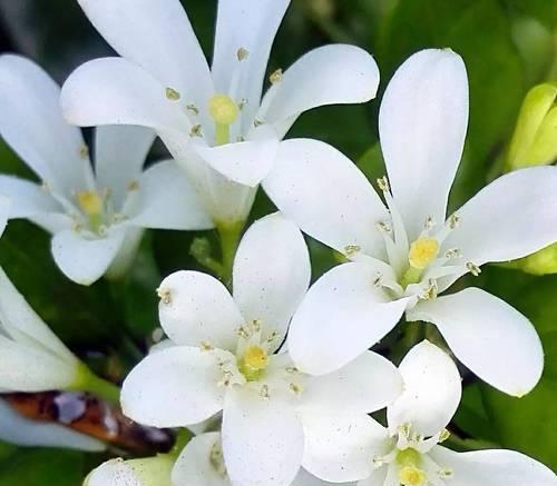 九里香是落叶植物吗（解密九里香的生长习性与特点）