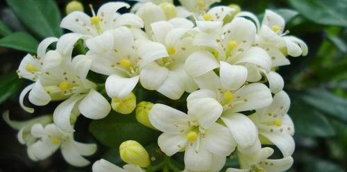九里香是落叶植物吗（解密九里香的生长习性与特点）