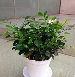 探秘九里香的神秘面纱（九里香是什么植物）