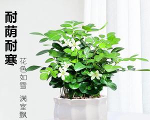 探秘九里香的神秘面纱（九里香是什么植物）