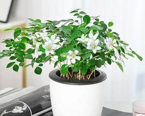 探秘九里香的神秘面纱（九里香是什么植物）