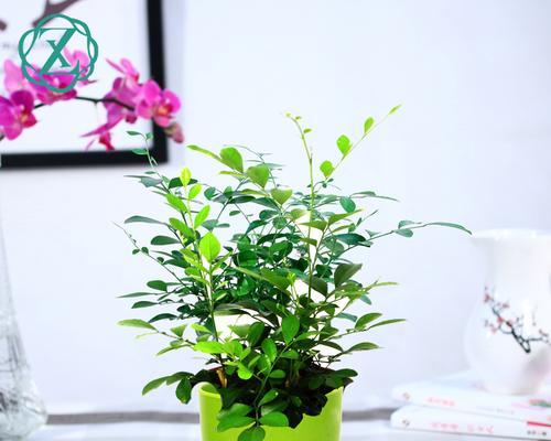 九里香——理想的客厅植物（为什么九里香是最佳的客厅植物）