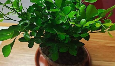 九里香——理想的客厅植物（为什么九里香是最佳的客厅植物）