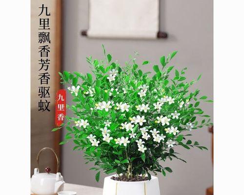 九里香放置指南（家居环境中九里香的最佳摆放位置与方法）