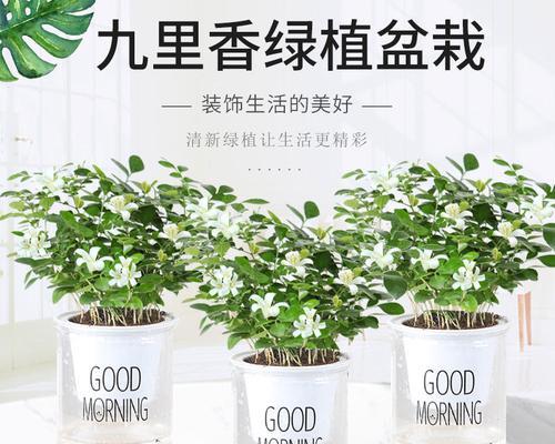 九里香放置指南（家居环境中九里香的最佳摆放位置与方法）