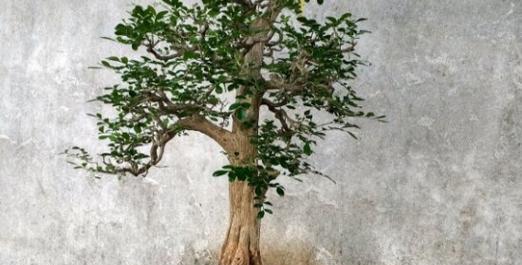 九里香种植盆的选择（浅盆还是深盆）
