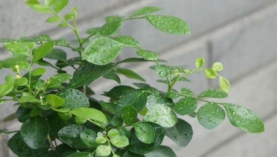 九里香种植盆的选择（浅盆还是深盆）