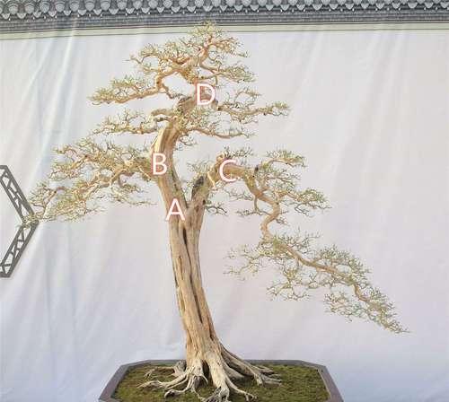 九里香种植盆的选择（浅盆还是深盆）