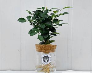 九里香水培的选择（园艺爱好者必读的栽培技巧与实践经验）