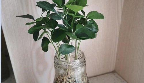 九里香叶子发蔫的原因和应对措施（了解九里香的特点和需求）