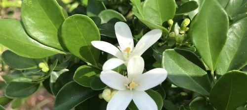 九里香开花频率与护理技巧