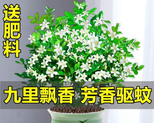 九里香真的有毒吗（了解九里香的真相）