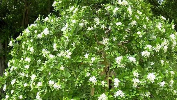 九里香，繁花似锦（探寻九里香的花语和食用价值）