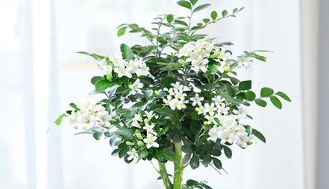 九里香，繁花似锦（探寻九里香的花语和食用价值）
