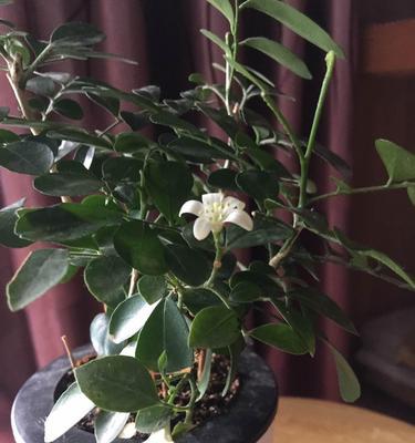 家庭养法（从土壤到繁殖）