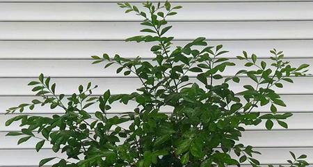 九里香的种植方法（栽种时间）