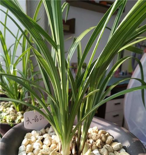 九头兰花的光照要求（掌握阳光与光照时间）