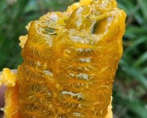 九月黄金蕉几年结果实——探究其生长特点与栽培技术（如何有效促进九月黄金蕉的生长与果实丰产）