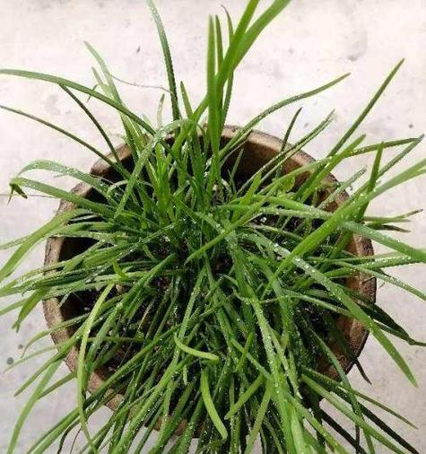 韭菜的风水寓意和种植位置（种韭菜）