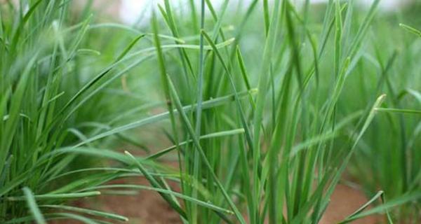 如何快速种植韭菜（以种子发芽速度为关键）