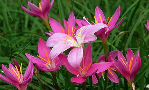 韭菜兰不开花的原因及解决方法（韭菜兰养护误区揭秘）