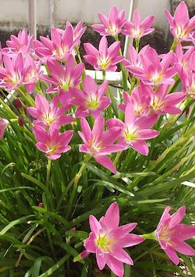 韭菜莲的开花时间（了解韭菜莲的生长周期和开花特点）