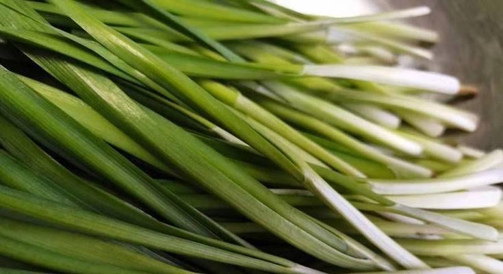 韭菜是否适合放进冰箱（了解韭菜的特性及冰箱存放技巧）
