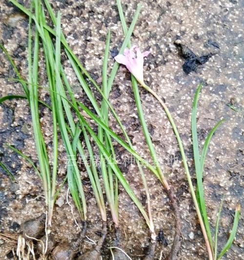 韭菜——一种浅根系的葱科植物（特征）