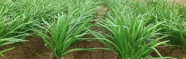 韭菜——一种浅根系的葱科植物（特征）