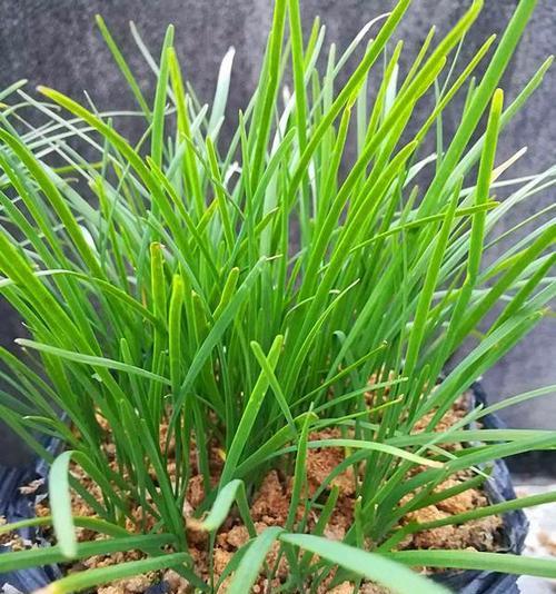 韭菜的生长环境（探讨韭菜的生态习性和种植要点）