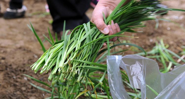 如何修剪韭菜移栽根让它看起来更好（从根部开始）