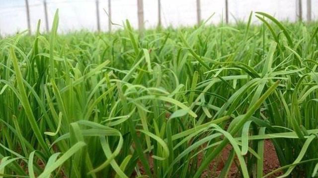 如何保存韭菜时间长（分享韭菜保鲜技巧）