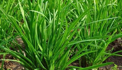 韭菜种植全攻略（从时间到方法）