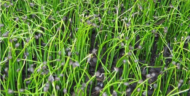 韭菜种子种植时间选择（什么时候种植最好）