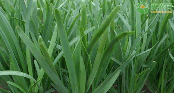 手把手教你种植韭菜——从种子到收获全过程（种植时间）